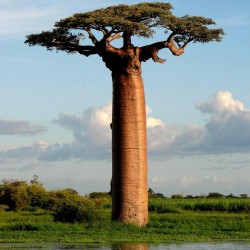 Baobab Seme (Adonsonia digitata) 1.85 - 2