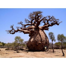 Graines de Baobab africain (Adonsonia digitata) 1.85 - 4