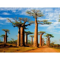 Graines de Baobab africain (Adonsonia digitata) 1.85 - 3