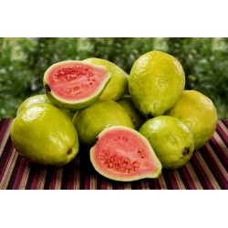Guava Frön (Psidium guajava) 1.8 - 4