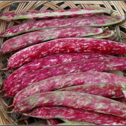 Buenos Aires Red Bean Seeds 1.95 - 1