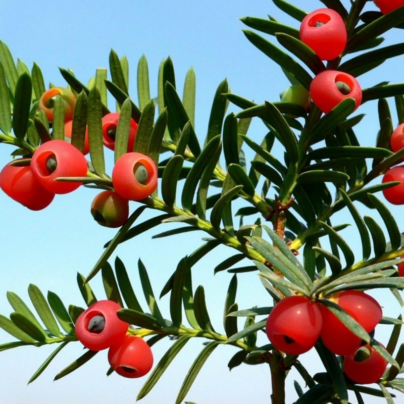English yew - European yew Seeds (Taxus baccata) Цена €1.95