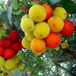 Erdbeerbaum Samen Das Unikum (Arbutus Unedo) 1.75 - 2