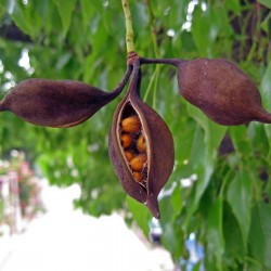 Kurrajong-Flaschenbaum Samen (Brachychiton populneus) 1.95 - 4