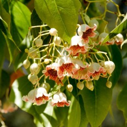 Bottle tree - Kurrajong Seeds (Brachychiton populneus) 1.95 - 5