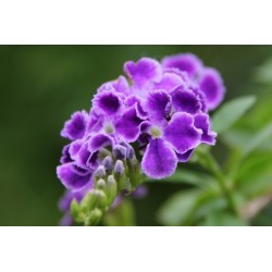 Violett färg av Duranta erecta Frön 1.75 - 3