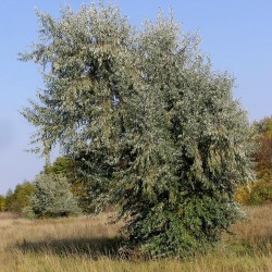 Semi di Olivo di Boemia (Elaeagnus angustifolia) 2.95 - 3