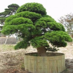 Sacred Japanese Cedar Seme Bonsai 1.5 - 4