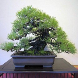 Χαλέπιος πεύκη σπόροι των bonsai 1.75 - 2