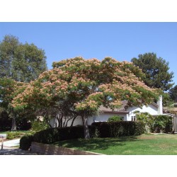Persiskt Silkesträd Frön 2.5 - 4