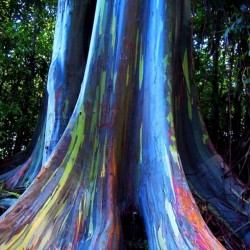 Rainbow Eucalyptus Seme 3.5 - 2