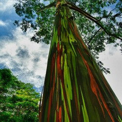 Rainbow Eucalyptus Seme 3.5 - 3