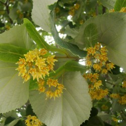 Σπόροι Φιλύρα (φυτό) 1.85 - 2