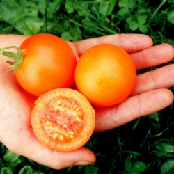 Tomato Seed AURIGA (Solanum lycopersicum) 1.85 - 3