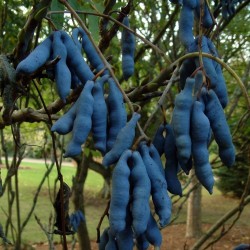 Sementes De Banana Azul (Decaisnea Fargesii)
