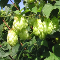 Beer Hops Seeds (Humulus lupulus) 1.85 - 2