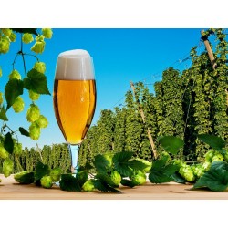 Beer Hops Seeds (Humulus lupulus) 1.85 - 3