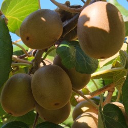 Σπόροι χρυσό Kiwifruit ή Κινεζικό ριβήσιο  - 25°C 1.75 - 2