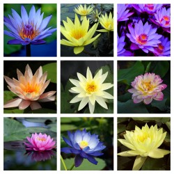 Lotus Ινδικός λωτός σπόρων μικτά χρώματα (Nelumbo nucifera) 2.55 - 1