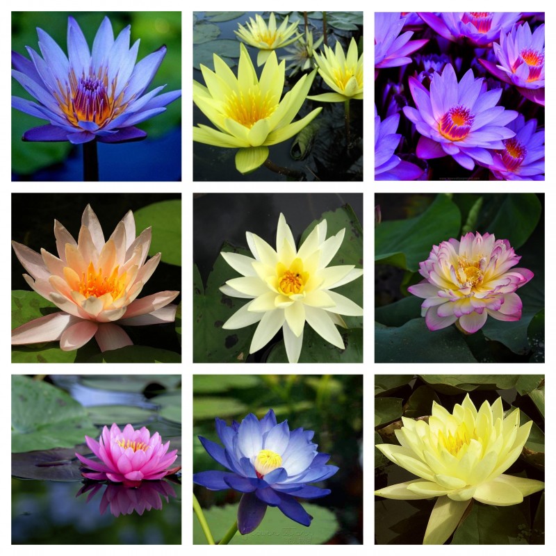 Graines de Lotus sacré couleurs mélangées (Nelumbo nucifera) 2.55 - 1