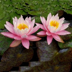 Lotus Ινδικός λωτός σπόρων μικτά χρώματα (Nelumbo nucifera) 2.55 - 9