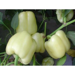 Σπόροι γλυκιά πιπεριά DIAMOND (Λευκό) 1.55 - 3