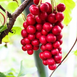 MAGNOLIA BERRY – FIVE FLAVOR BERRY Seeds (Schisandra chinensis) 1.85 - 1
