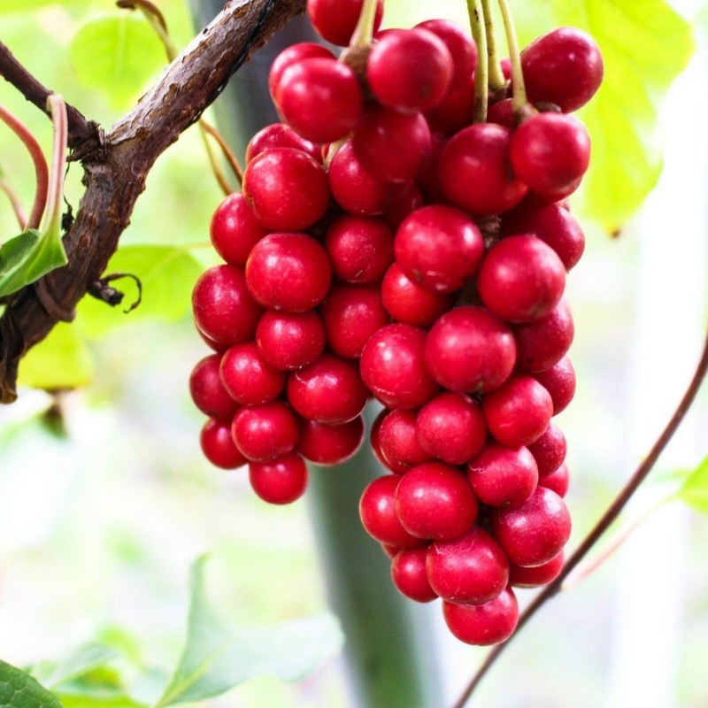 rarity self-fertile variety 2 x Schisandra chinensis plant Wu Wei Zi Five-Flavor Berry