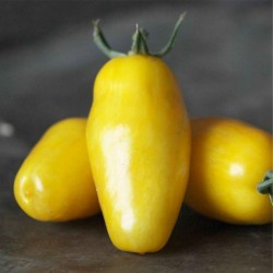 Sementes de Tomate Banana Legs 1.85 - 4