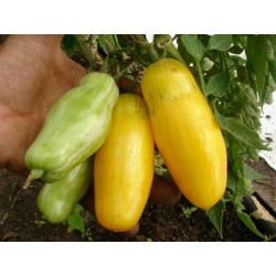 Σπόροι Ντομάτα Banana Legs 1.85 - 3