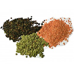 Linsen oder Erve Samen (Lens culinaris) 1.85 - 1
