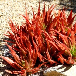 RED ALOE Seeds (Aloe Cameronii) 4 - 1