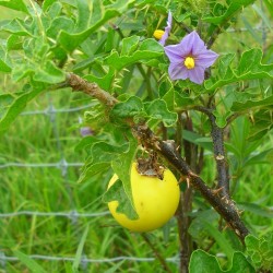 Sodomsapfel Samen (Solanum linnaeanum) 1.45 - 3