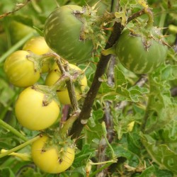 Sodomsapfel Samen (Solanum linnaeanum) 1.45 - 7