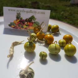 Sodomsapfel Samen (Solanum linnaeanum) 1.45 - 2