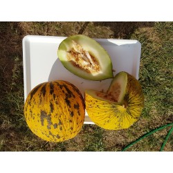 Semi di melone TESTA DORATA o semi Tracia melone - Miglior Melon greca 1.55 - 3