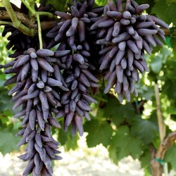 Witch Finger Grape Seeds 2.5 - 2