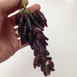 Witch Finger Grape Seeds 2.5 - 4