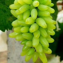 Finger Grape - Prsti Grozdje Seme 2.25 - 7