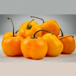 Semillas de Chile amarillo dulce "Jelena" - Frutas grandes 1.75 - 1