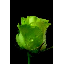Σπόροι Πράσινο Rose - Τριαντάφυλλο