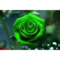 Grön Rose Frön