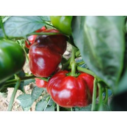 GREYGO Madjarska slatka paprika seme 1.55 - 4