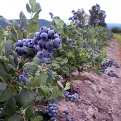 Blue huckleberry Seeds (Vaccinium Corymbosum) 2.45 - 3