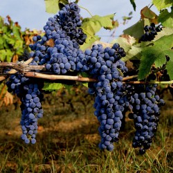Σπόροι μαύρο Σταφύλι (vitis vinifera) 1.55 - 2
