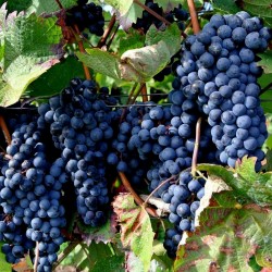 Σπόροι μαύρο Σταφύλι (vitis vinifera) 1.55 - 3