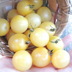 Sementes de Cereja Branco - White Cherry 1.95 - 1