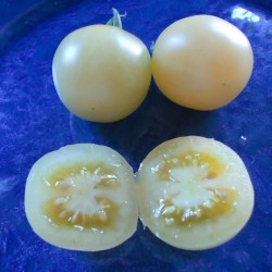 Graines Tomate Cerise Blanche 1.95 - 2