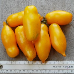 Sementes de Tomate Banana Legs 1.85 - 2