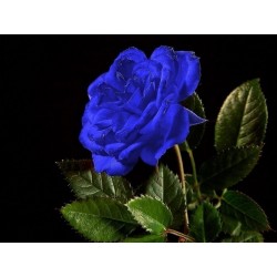 Sementes de Rosa Azul - Raras - Exóticas